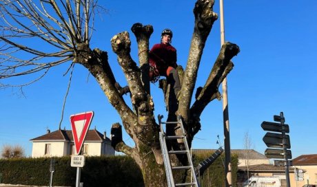 Elagage d'une centaine d'arbres pour la commune d'Ambronay