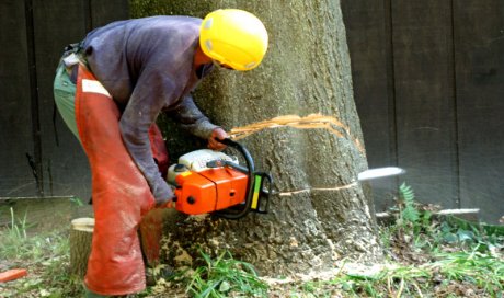 Société pour l'abattage d'un arbre malade avec un accès difficile à Saint-Vulbas