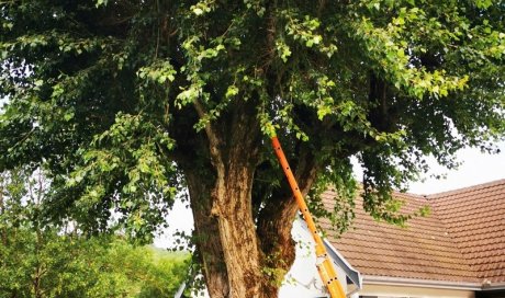 Entreprise pour l'élagage d'arbre à une grande hauteur Ambérieu-en-Bugey 