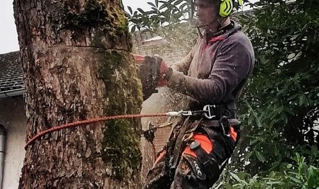 Professionnel pour l'abattage d'arbre en accès difficile Ambérieu-en-Bugey