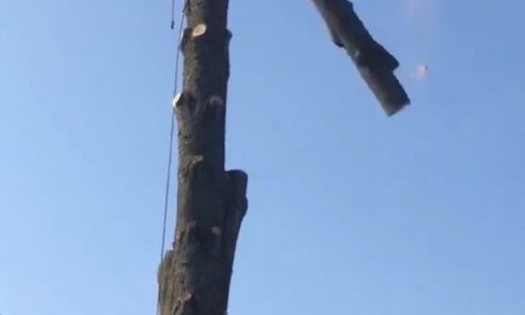 Abattage d'arbre Ambérieu-en-Bugey