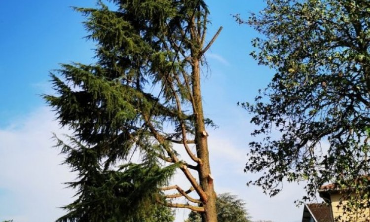Élagage d'arbre Ambérieu-en-Bugey